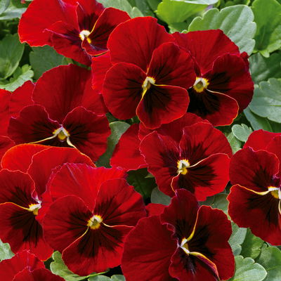 Hornveilchen XL, rot, Topf-Ø 12cm, 6 Pflanzen