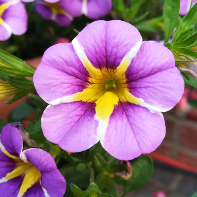 Zauberglöckchen, blau gesternt, Ampeltopf-Ø 27 cm