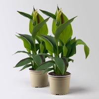 Canna 'Cleopatra', gelb-rot, Topf-Ø 17 cm, 2 Pflanzen Canna 'Cleopatra', gelb-rot, Topf-Ø 17 cm, 2 Pflanzen