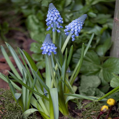 Zwiebelpflanzen-Set Frühlingsleuchten, blau-weiß-rot, 9 Pflanzen