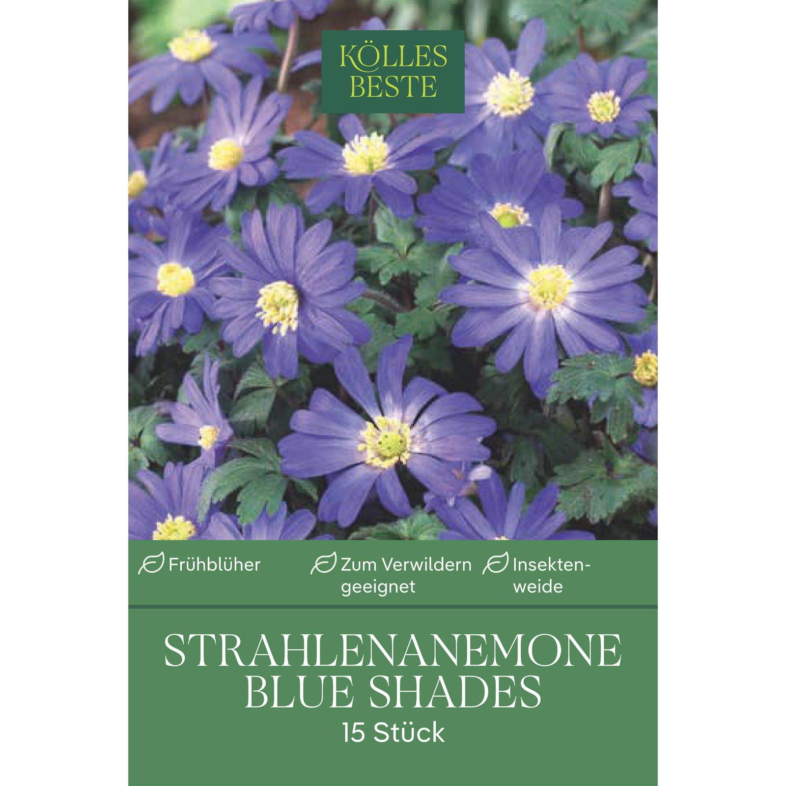 Strahlen-Anemonen Blanda 'Blue Shades', Größe 5+, 15 Blumenzwiebeln