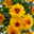 Herbstpflanzenset 'Indian Summer' rot-lila-orange, Topf-Ø 10,5 cm Ø, 6er-Set