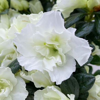 Azalee Hortinno® 'Christine Belli', weiß, Topf-Ø 13 cm, H. ca. 25 cm, 3 Pflanzen