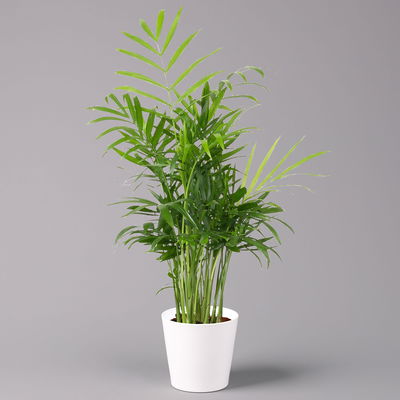 Bergpalme mit Keramiktopf Dallas weiß, Topf-Ø 12 cm, Höhe ca. 30 cm, 3er-Set