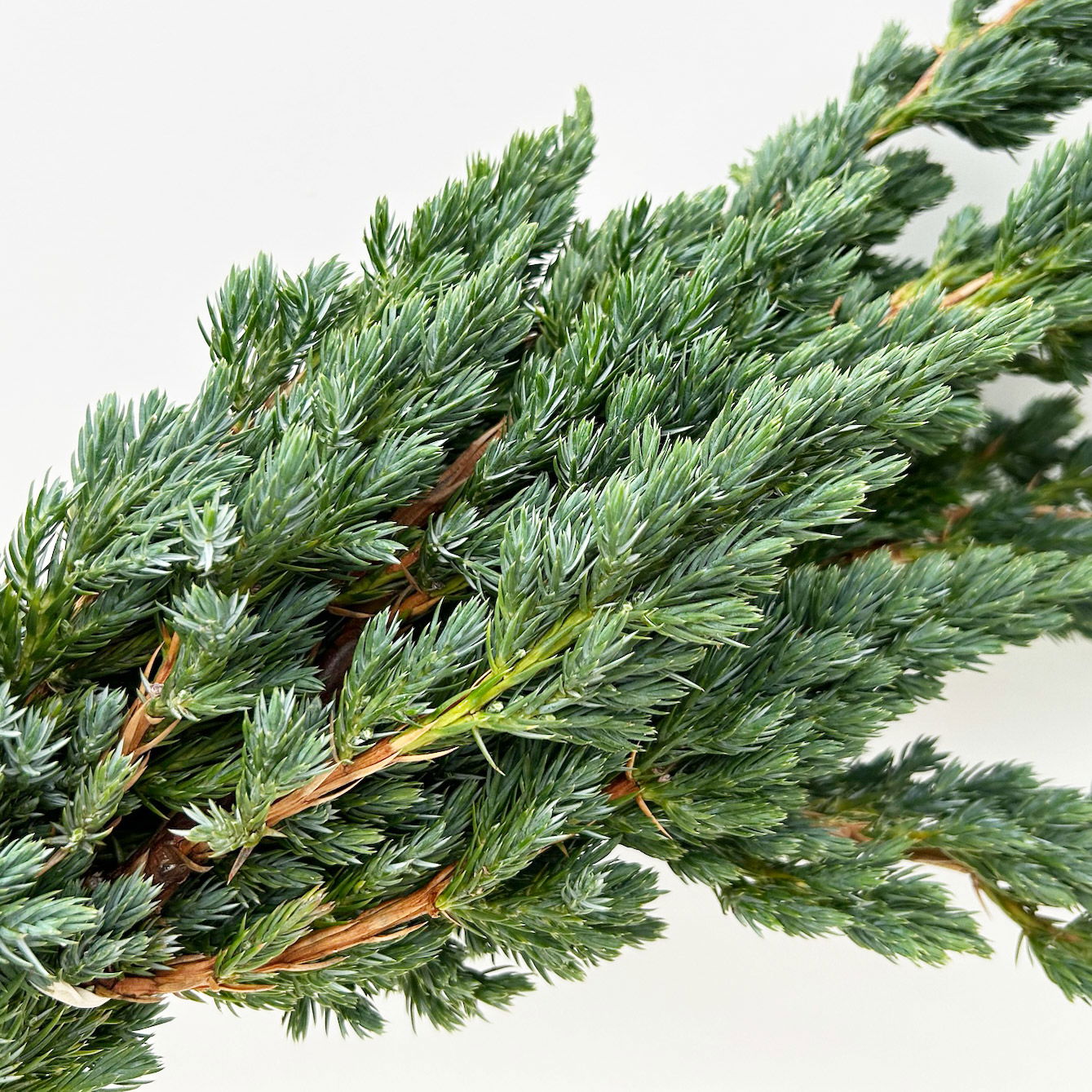 Wacholder 'Meyerii' im Handbund, 3 Bund