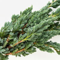 Wacholder 'Meyerii' im Handbund, 3 Bund