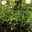 Bellissa Hortensienstütze 'ANNABELLE', 2er-Set, grün, H60 x L65 x L57 cm