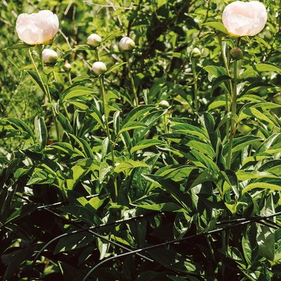 Bellissa Hortensienstütze 'ANNABELLE', 2er-Set, grün, H60 x L65 x L57 cm Bellissa Hortensienstütze 'ANNABELLE', 2er-Set, grün, H60 x L65 x L57 cm