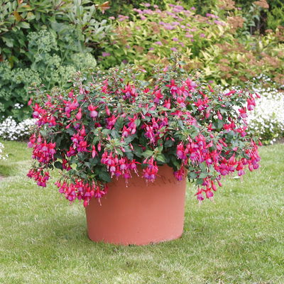 Fuchsien hängend, rot-lila, Topf-Ø 12 cm, 6er-Set