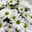 Chrysanthemen 'Swifty', weiß, Topf-Ø 10,5 cm, 6er-Set