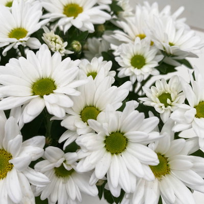 Chrysanthemen 'Swifty', weiß, Topf-Ø 10,5 cm, 6 Pflanzen