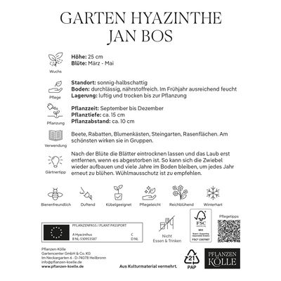 Köllle's Beste Garten-Hyazinthen Jan Bos rot, 5 Blumenzwiebeln