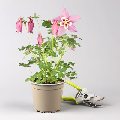 Langspornige Akelei 'Spring Magic®', Farbe zufällig, Topf-Ø 13 cm, 6er-Set Langspornige Akelei 'Spring Magic®', Farbe zufällig, Topf-Ø 13 cm, 6er-Set