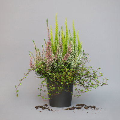 Heidepflanzen Mix, Topf-Ø 10,5 cm, 6 Pflanzen