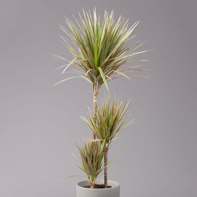 Gerandeter Drachenbaum 'Bicolor', Topf-Ø 21 cm, Höhe ca. 110 cm