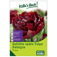 Gefüllte späte Tulpen Palmyra, 7 Blumenzwiebeln