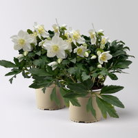 Christrose 'HGC® Wintergold®', weiß, Topf-Ø 17 cm, 2 Pflanzen Christrose 'HGC® Wintergold®', weiß, Topf-Ø 17 cm, 2 Pflanzen
