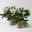 Christrose 'HGC® Wintergold®', weiß, Topf-Ø 17 cm, 2 Pflanzen Christrose 'HGC® Wintergold®', weiß, Topf-Ø 17 cm, 2 Pflanzen