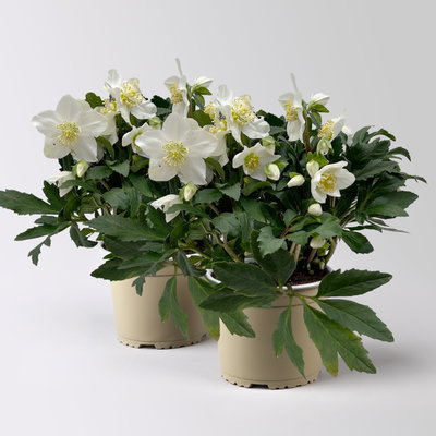 Christrose 'HGC® Wintergold®', weiß, Topf-Ø 17 cm, 2 Pflanzen Christrose 'HGC® Wintergold®', weiß, Topf-Ø 17 cm, 2 Pflanzen