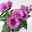 Lisianthus rosa, Topf-Ø 10,5 cm, 8 Pflanzen