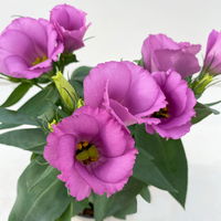 Lisianthus rosa, Topf-Ø 10,5 cm, 8 Pflanzen
