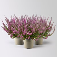 Knospenheide, rosa, Topf-Ø 17 cm, 3 Pflanzen