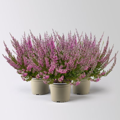 Knospenheide, rosa, Topf-Ø 17 cm, 3 Pflanzen