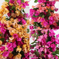 Bougainvillea, Pyramide Duo, Farben zufällig, Topf-Ø 19 cm, Höhe ca. 60-70 cm