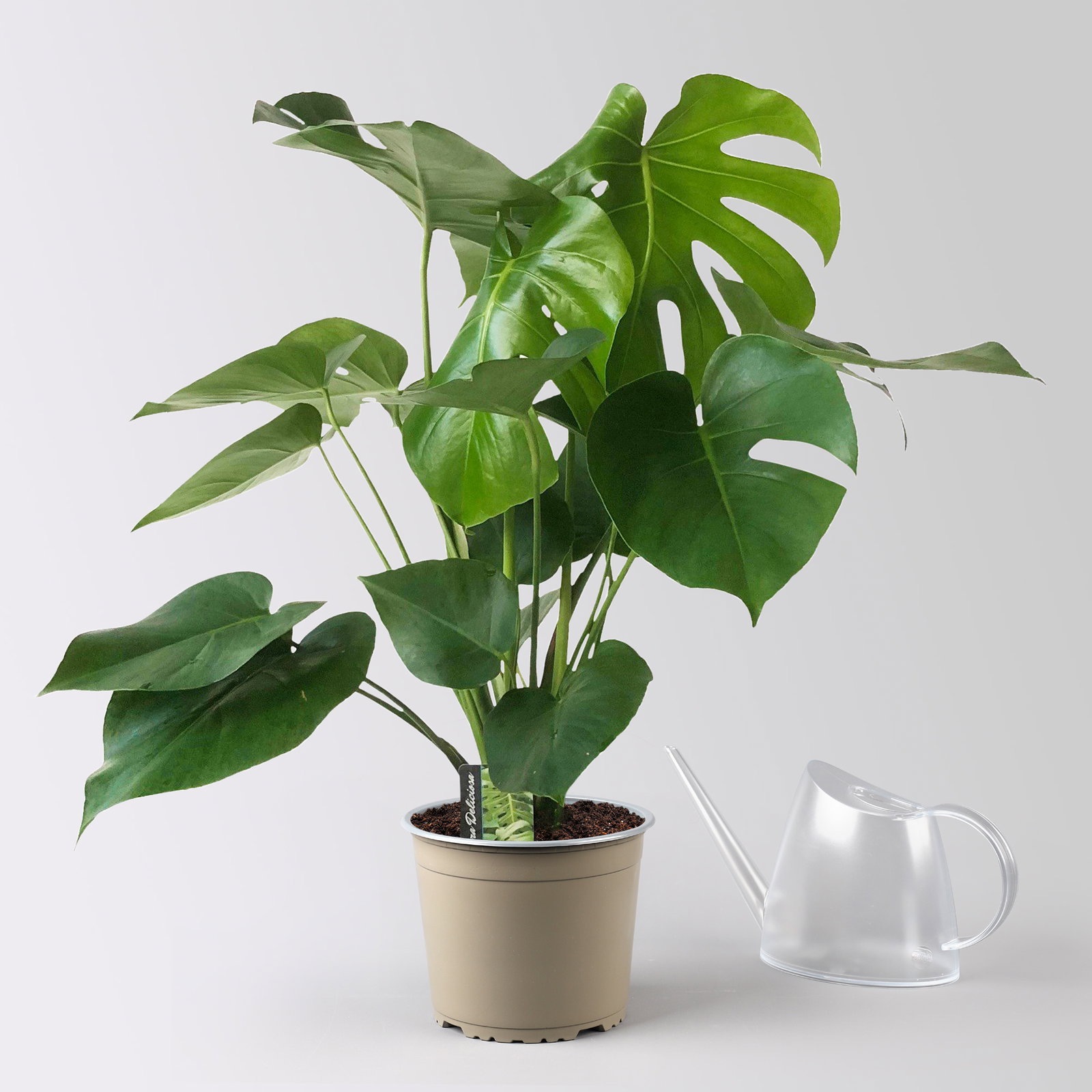 Monstera deliciosa, Busch, Topf-Ø 19 cm, Höhe ca. 80 cm