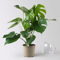 Monstera deliciosa, Busch, Topf-Ø 19 cm, Höhe ca. 80 cm