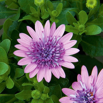 Osteospermum rosa/lila gefüllt, Topf-Ø 12 cm, 6 Stück Osteospermum rosa/lila gefüllt, Topf-Ø 12 cm, 6 Stück