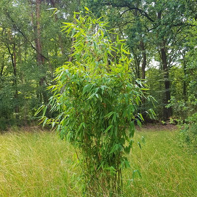 Elfenbein-Bambus 'Ivory Ibis'® (Japo 55' EU-S), Höhe 80-100 cm, 40 Stück Elfenbein-Bambus 'Ivory Ibis'® (Japo 55' EU-S), Höhe 80-100 cm, 40 Stück