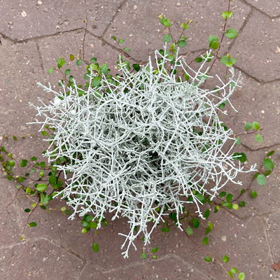 Calocephalus & Mühlenbeckie-Duo, Topf-Ø 12 cm, 6 Pflanzen Calocephalus & Mühlenbeckie-Duo, Topf-Ø 12 cm, 6 Pflanzen