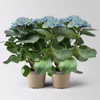 Hortensie 'Magical Revolution®' blau, Topf-Ø 14cm, 2 Pflanzen Hortensie 'Magical Revolution®' blau, Topf-Ø 14cm, 2 Pflanzen