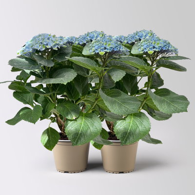 Hortensie 'Magical Revolution®' blau, Topf-Ø 14cm, 2 Pflanzen Hortensie 'Magical Revolution®' blau, Topf-Ø 14cm, 2 Pflanzen