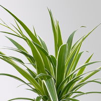 Grünlilie 'Irish', grün-weiß, Topf-Ø 12 cm, 2 Pflanzen