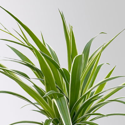 Grünlilie 'Irish', grün-weiß, Topf-Ø 12 cm, 2 Pflanzen Grünlilie 'Irish', grün-weiß, Topf-Ø 12 cm, 2 Pflanzen