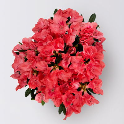 Azalee, Lachstöne, gefüllt, Topf-Ø 14 cm, 2 Stück Azalee, Lachstöne, gefüllt, Topf-Ø 14 cm, 2 Stück