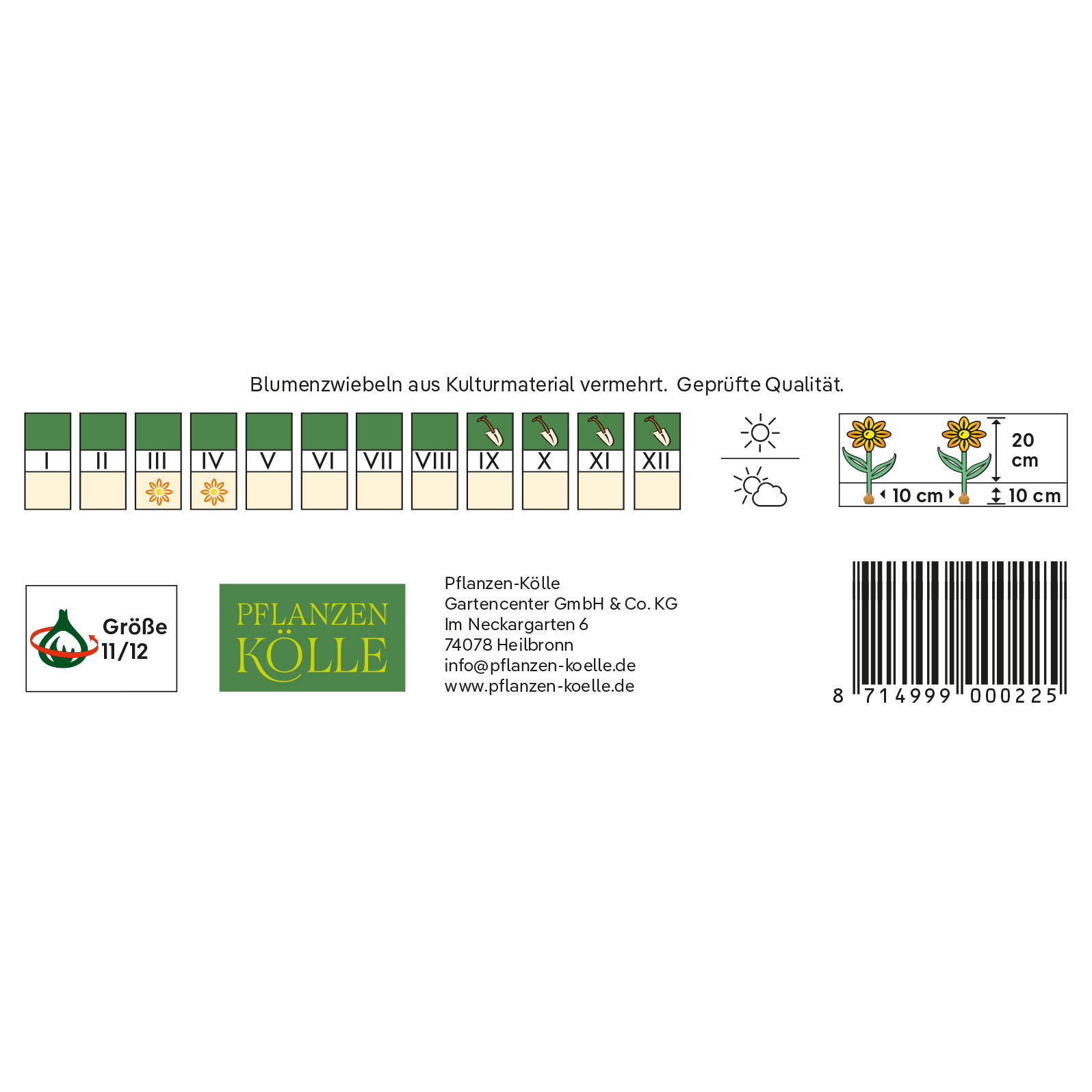 Kaufmanniana Tulpen Showwinner rot, 7 Blumenzwiebeln