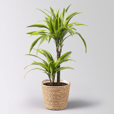 Duftender Drachenbaum 'Lemon Lime', Topf-Ø 17 cm, 2er Tuff, inkl. Korb Osaka Duftender Drachenbaum 'Lemon Lime', Topf-Ø 17 cm, 2er Tuff, inkl. Korb Osaka