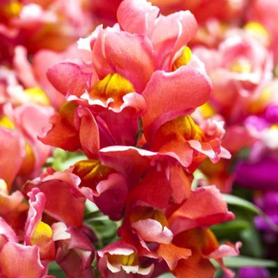 Löwenmäulchen, Farben zufällig, Topf-Ø 12 cm, 6 Stück