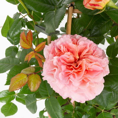Duftende Edelrose 'Augusta Luise®', rose-aprikot, Doppelbogen, Topf 7,5 Liter Duftende Edelrose 'Augusta Luise®', rose-aprikot, Doppelbogen, Topf 7,5 Liter