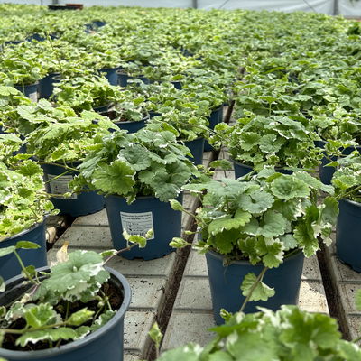 Weißbunter Gundermann 'Variegata' grün-weiß, Topf-Ø 12 cm, 6er-Set