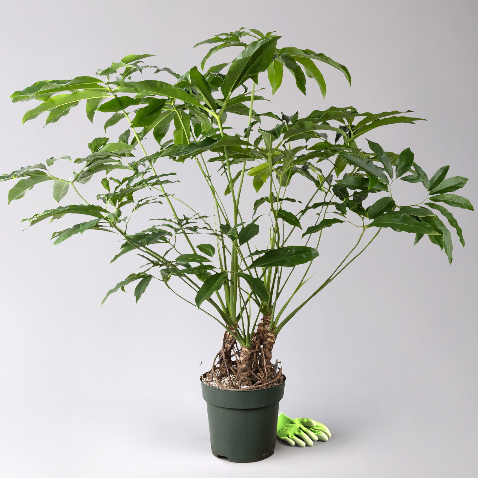 Philodendron 'Fun Bun', Topf-Ø 30cm, Höhe ca. 130cm, inkl. Bewässerungssystem