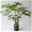 Philodendron 'Fun Bun', Topf-Ø 30cm, Höhe ca. 130cm, inkl. Bewässerungssystem