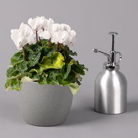 Alpenveilchen, weiß, Topf-Ø 10,5 cm, Höhe ca. 23 cm, 6er-Set