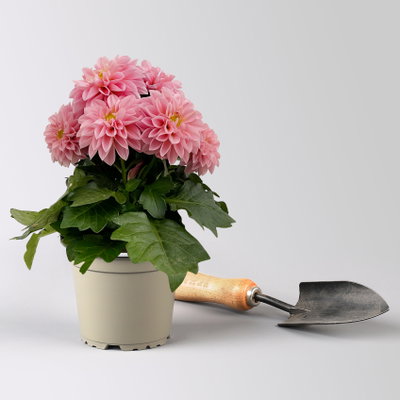 Dahlie, rosa, Topf-Ø 12 cm, 6 Pflanzen Dahlie, rosa, Topf-Ø 12 cm, 6 Pflanzen