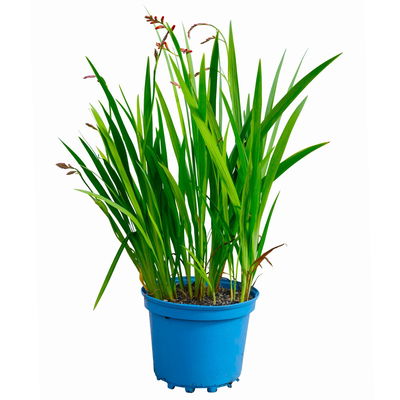 Bio Montbretie 'Lucifer' rot, Topf 3 Liter