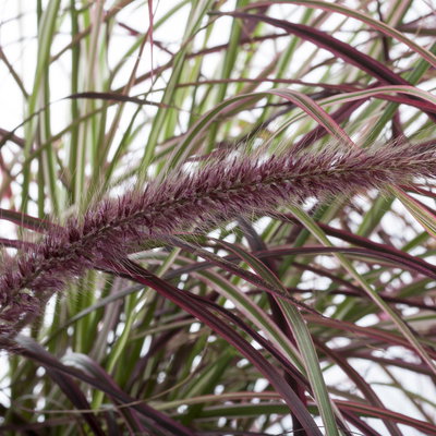 Lampenputzergras 'Fireworks', bunt, Topf-Ø 12 cm, 3 Pflanzen