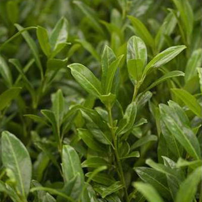 Kirschlorbeer 'Herbergii', 3er-Set, Höhe 50-60 cm, Topf je 4,6 Liter